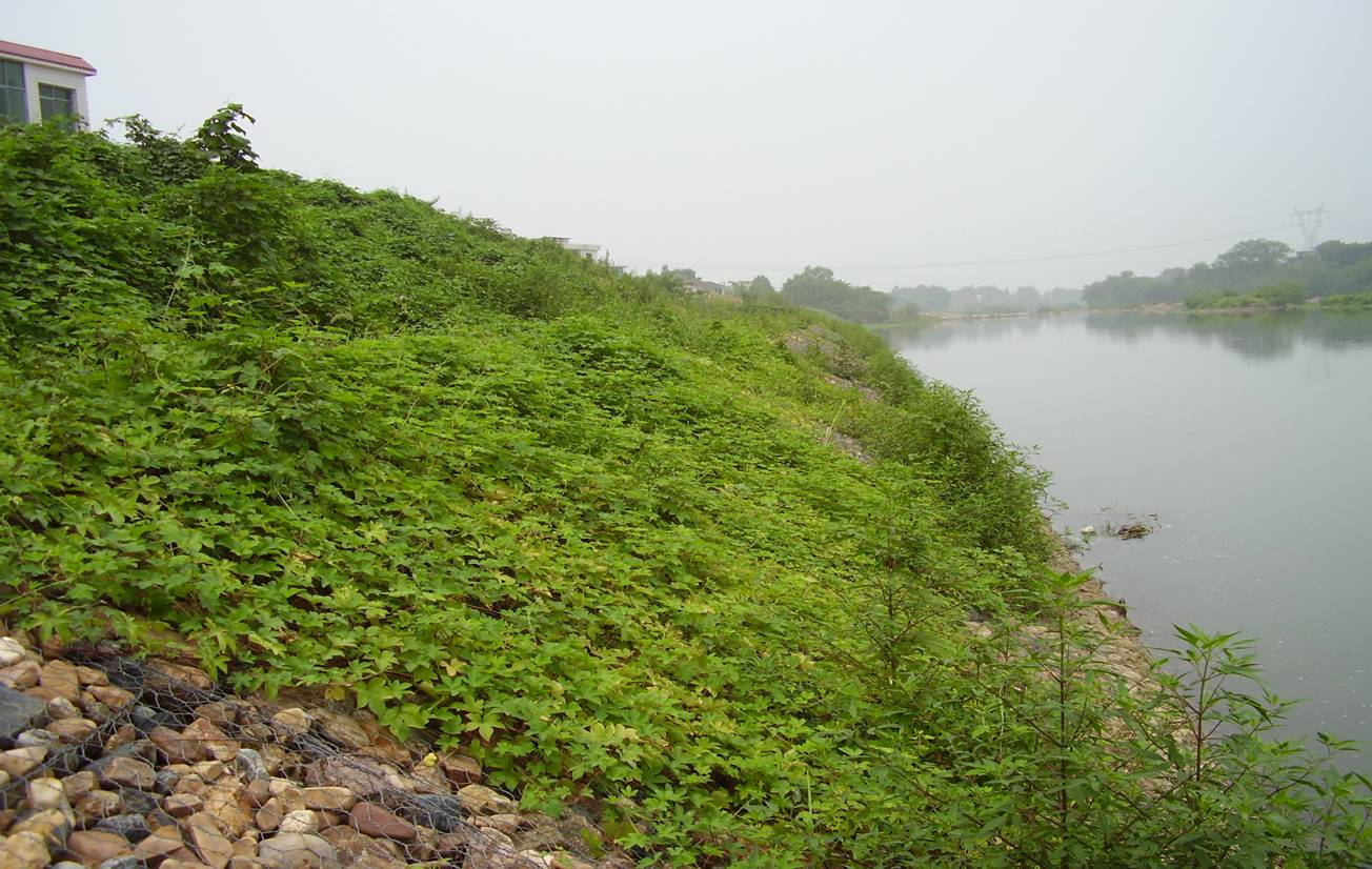 雷諾護(hù)墊在河道環(huán)境修復(fù)中的作用